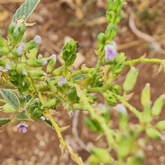 Unidentified Pea at Wyndham, WA - 17 Sep 2024 by Mike