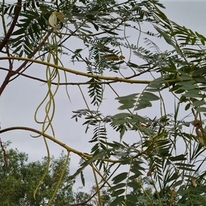 Unidentified Other Tree at Kununurra, WA by Mike