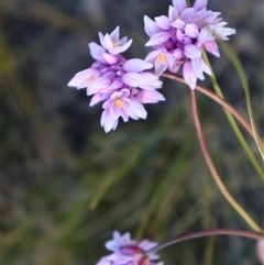 Sowerbaea juncea (Vanilla Lily) at Porters Creek, NSW - 14 Sep 2024 by Clarel