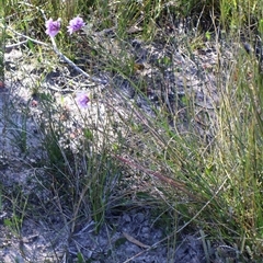 Sowerbaea juncea at Porters Creek, NSW - 15 Sep 2024