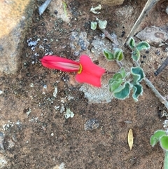 Kennedia prostrata (Running Postman) at Fentons Creek, VIC - 16 Sep 2024 by KL