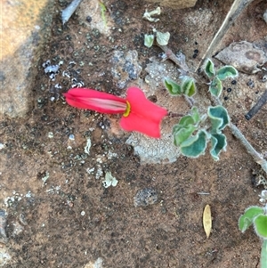 Kennedia prostrata at Fentons Creek, VIC - 17 Sep 2024