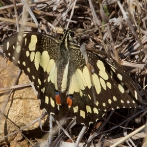 Papilio demoleus at Hackett, ACT - 10 Sep 2024 02:00 PM