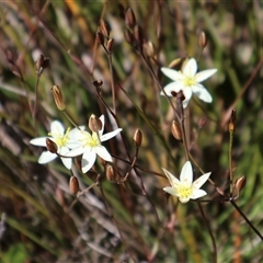 Thelionema umbellatum (Clustered Lily) at Porters Creek, NSW - 15 Sep 2024 by Clarel