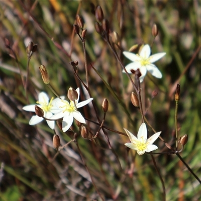 Thelionema umbellatum (Clustered Lily) at Porters Creek, NSW - 15 Sep 2024 by Clarel