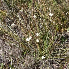 Thelionema umbellatum at Porters Creek, NSW - 15 Sep 2024