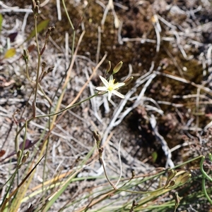 Thelionema umbellatum at Porters Creek, NSW - 15 Sep 2024 10:09 AM