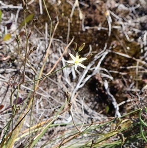 Thelionema umbellatum at Porters Creek, NSW - 15 Sep 2024