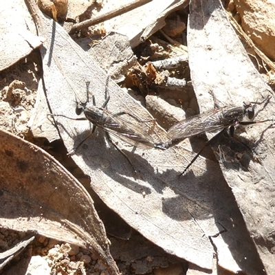 Unverified True fly (Diptera) at Bruce, ACT - 17 Sep 2024 by JohnGiacon