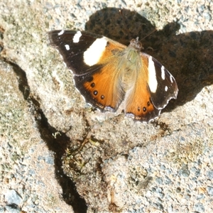 Vanessa itea at Acton, ACT - 17 Sep 2024 02:12 PM