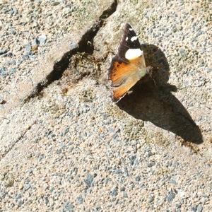 Vanessa itea at Acton, ACT - 17 Sep 2024 02:12 PM