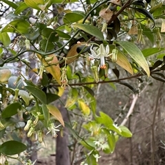 Asparagus asparagoides (Bridal Creeper, Florist's Smilax) at Ainslie, ACT - 11 Sep 2024 by Pirom