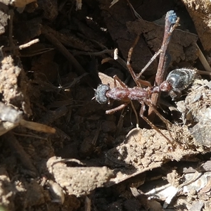 Myrmecia nigriceps at Canberra, ACT - 17 Sep 2024