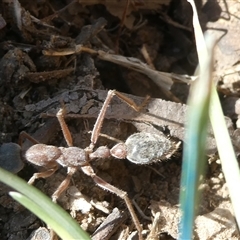 Myrmecia nigriceps at Canberra, ACT - 17 Sep 2024