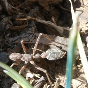 Myrmecia nigriceps at Canberra, ACT - 17 Sep 2024