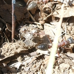 Myrmecia nigriceps at Canberra, ACT - 17 Sep 2024