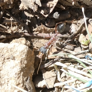 Myrmecia nigriceps at Canberra, ACT - 17 Sep 2024