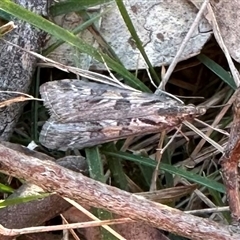 Nomophila corticalis (A Snout Moth) at Ainslie, ACT - 9 Sep 2024 by Pirom