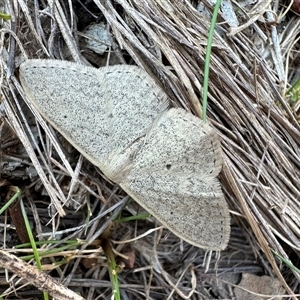 Scopula optivata at Hackett, ACT - 10 Sep 2024