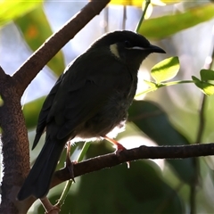 Meliphaga lewinii (Lewin's Honeyeater) at Bulli, NSW - 14 Sep 2024 by jb2602