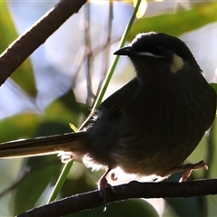 Meliphaga lewinii at Bulli, NSW - 14 Sep 2024 04:00 PM