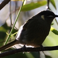 Meliphaga lewinii at Bulli, NSW - 14 Sep 2024 04:00 PM