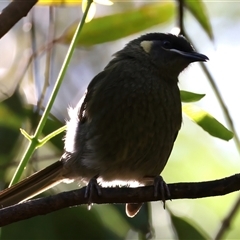 Meliphaga lewinii at Bulli, NSW - 14 Sep 2024