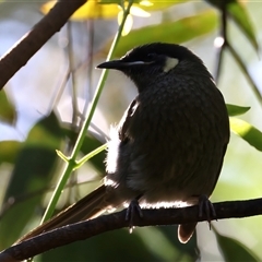 Meliphaga lewinii at Bulli, NSW - 14 Sep 2024