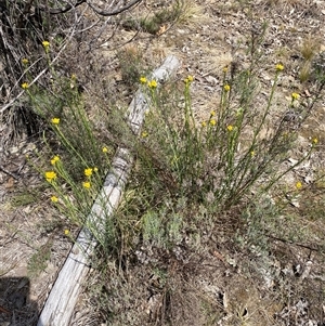 Chrysocephalum semipapposum at Yarralumla, ACT - 14 Sep 2024 10:44 AM