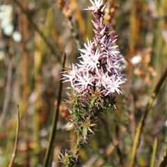 Sprengelia incarnata (Pink Swamp-heath) at Porters Creek, NSW - 14 Sep 2024 by Clarel