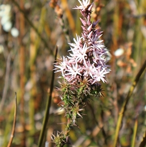 Sprengelia incarnata at Porters Creek, NSW - suppressed