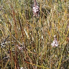 Sprengelia incarnata at Porters Creek, NSW - suppressed