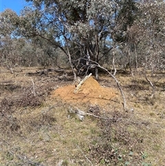 Nasutitermes exitiosus (Snouted termite, Gluegun termite) at Yarralumla, ACT - 14 Sep 2024 by jks