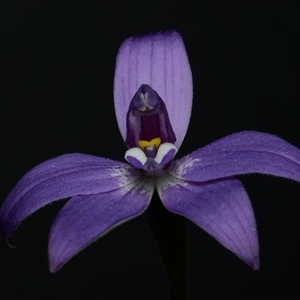 Glossodia major at Acton, ACT - 17 Sep 2024