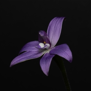 Glossodia major at Acton, ACT - 17 Sep 2024