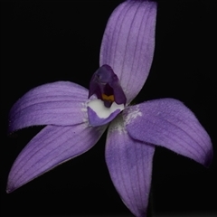 Glossodia major at Acton, ACT - 17 Sep 2024