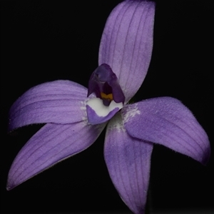 Glossodia major at Acton, ACT - 17 Sep 2024