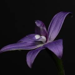 Glossodia major at Acton, ACT - 17 Sep 2024