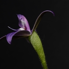 Glossodia major at Acton, ACT - 17 Sep 2024