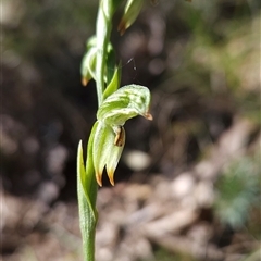 Bunochilus montanus (Montane Leafy Greenhood) at Cotter River, ACT - 17 Sep 2024 by BethanyDunne