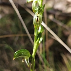 Bunochilus montanus (ACT) = Pterostylis jonesii (NSW) at Cotter River, ACT - 17 Sep 2024