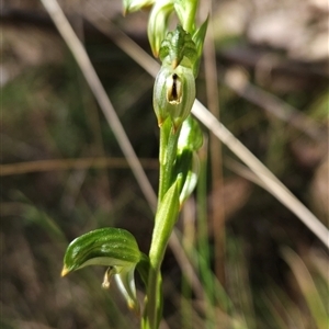 Bunochilus montanus (ACT) = Pterostylis jonesii (NSW) at Cotter River, ACT - 17 Sep 2024