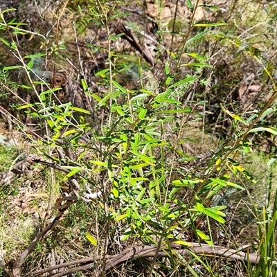 Astrotricha ledifolia (Common Star-hair) at Cotter River, ACT - 17 Sep 2024 by BethanyDunne