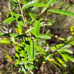 Astrotricha ledifolia at Cotter River, ACT - 17 Sep 2024