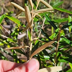 Astrotricha ledifolia at Cotter River, ACT - 17 Sep 2024