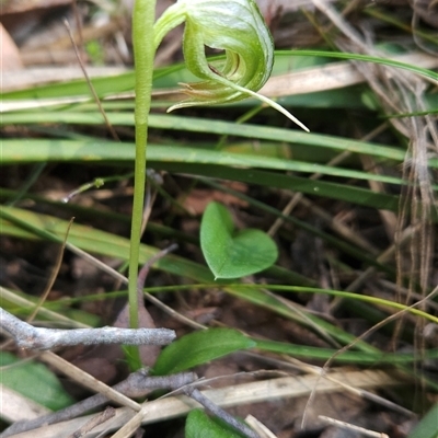 Pterostylis nutans (Nodding Greenhood) at Cotter River, ACT - 17 Sep 2024 by BethanyDunne