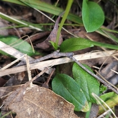 Pterostylis nutans at Cotter River, ACT - suppressed