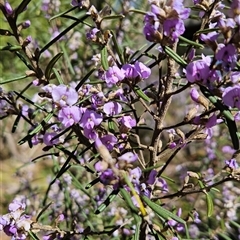 Hovea asperifolia subsp. asperifolia (Rosemary Hovea) at Cotter River, ACT - 17 Sep 2024 by BethanyDunne