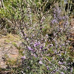 Hovea asperifolia subsp. asperifolia at Cotter River, ACT - 17 Sep 2024