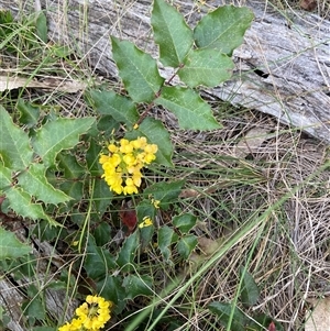 Berberis aquifolium at Hackett, ACT - 17 Sep 2024